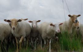 Kempische heideschapen voor schapenbegrazing in de Ossendrechtse Duinen op de Brabantse Wal augustus 2024