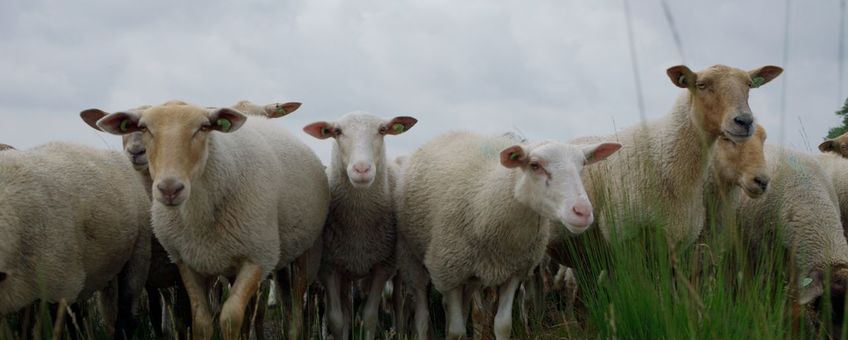 Kempische heideschapen voor schapenbegrazing in de Ossendrechtse Duinen op de Brabantse Wal augustus 2024