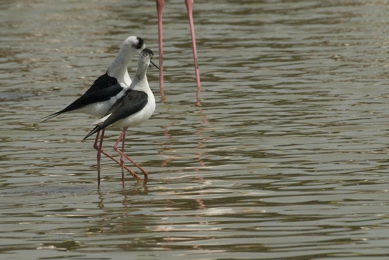Alleen op Antarctica komen geen steltkluten voor
