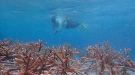 Duiker bij koraal rond Aruba, natuurherstelproject Turning the Tide