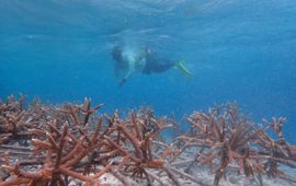 Duiker bij koraal rond Aruba, natuurherstelproject Turning the Tide