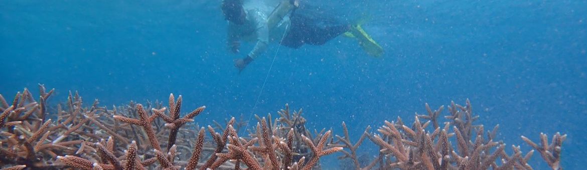 Duiker bij koraal rond Aruba, natuurherstelproject Turning the Tide