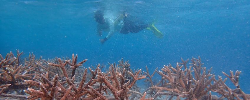 Duiker bij koraal rond Aruba, natuurherstelproject Turning the Tide
