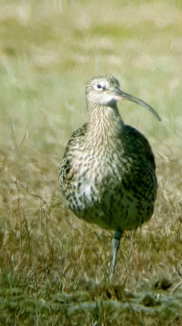 De oudste wulp van Europa leeft al 32 jaar elk voorjaar op het Staphorsterveld bij Zwolle, waar hij uit het ei kroop en werd geringd. Daarmee is het een overlever: de aantallen wulpen zijn de laatste decennia fors afgenomen