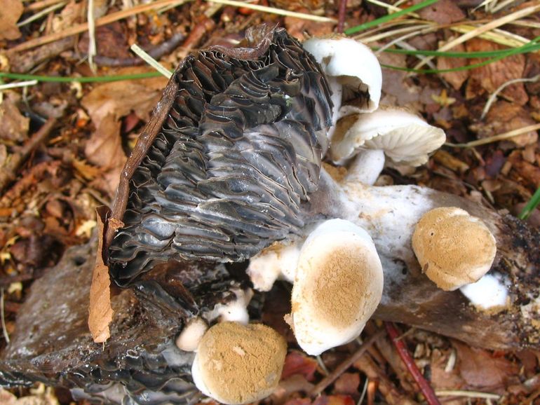 Necrotrofe parasiet Poederzwamgast op Russula ambusta