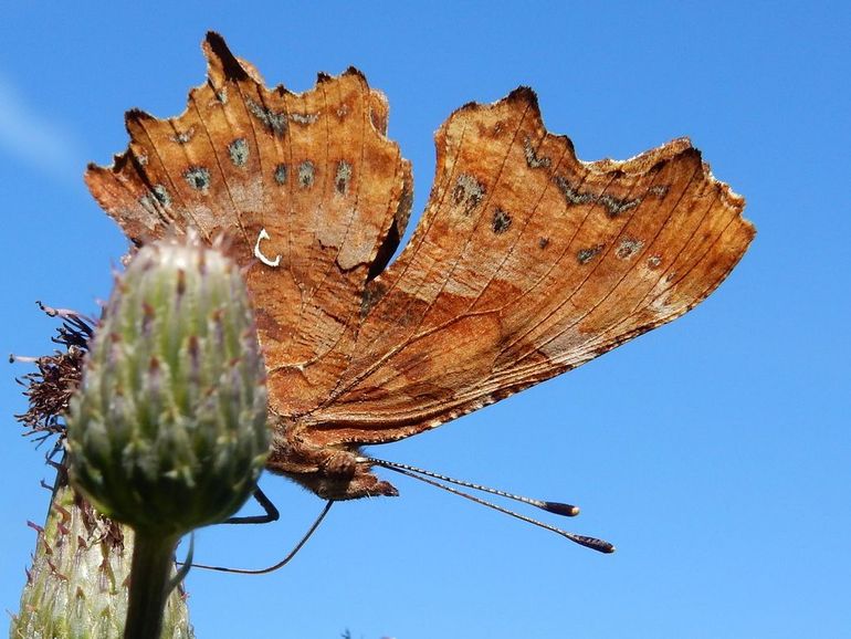 De onderzijde van de gehakkelde aurelia is bruin gekleurd, wat een goede camouflage geeft als ze overwinteren tussen takken en struiken