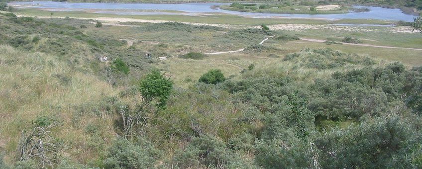 Duinen in Nationaal Park Zuid-Kennemerland