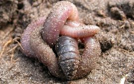 Ron de Goede (WUR) Opgerolde regenworm