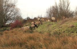 FREE Nature