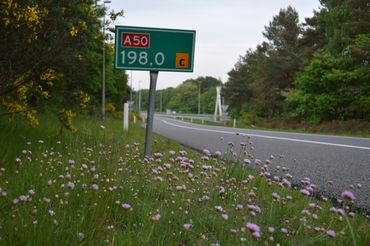 Engels gras in de berm van de A50