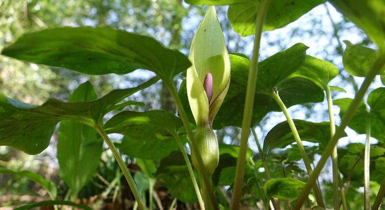 Gevlekte aronskelk in het eikenhaagbeukenbos van de botanische tuin van Hortus Nijmegen 