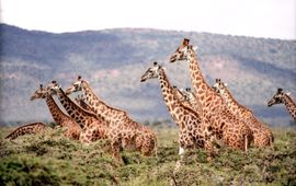 Pixabay.com Giraffes