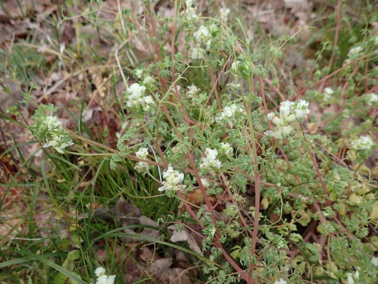 Rankende helmbloem