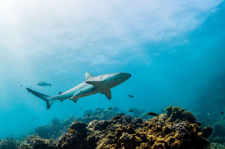 Uno squalo grigio della barriera corallina nuota sopra una barriera corallina