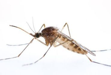 The mosquito Culiseta annulata looks a bit like the tiger mosquito but is considerably larger and is rather beige and grey striped