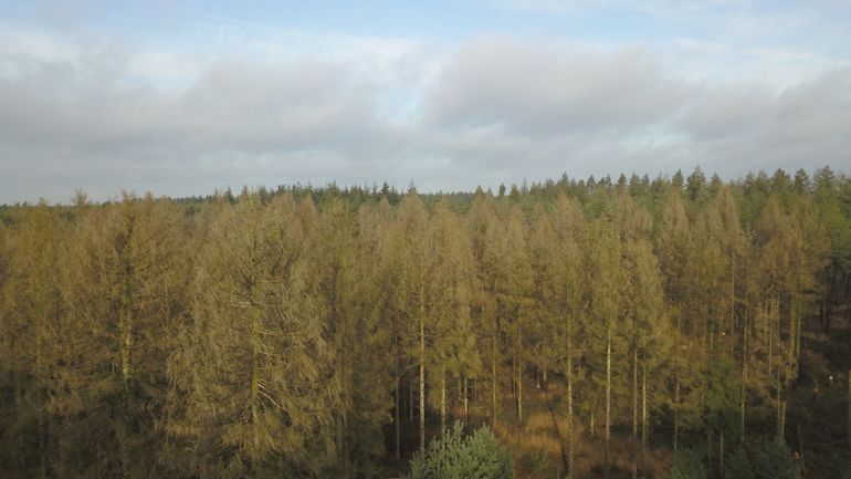 Veel van onze bossen hebben weinig variatie in soorten en bosstructuur. Bovendien hebben ze te maken met een arme, verzuurde bodem en klimaatverandering, waardoor droogte en hittestress toenemen. Dat maakt opstanden waarbij vooral één soort aanwezig is extra kwetsbaar, zoals deze fijnsparopstand