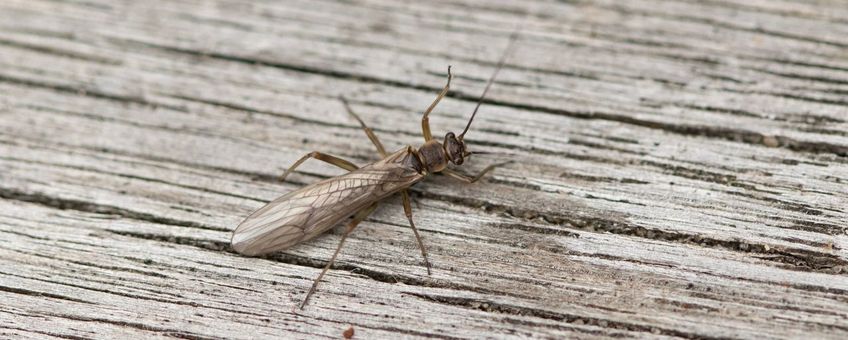 Volwassen gewone beeksteenvlieg