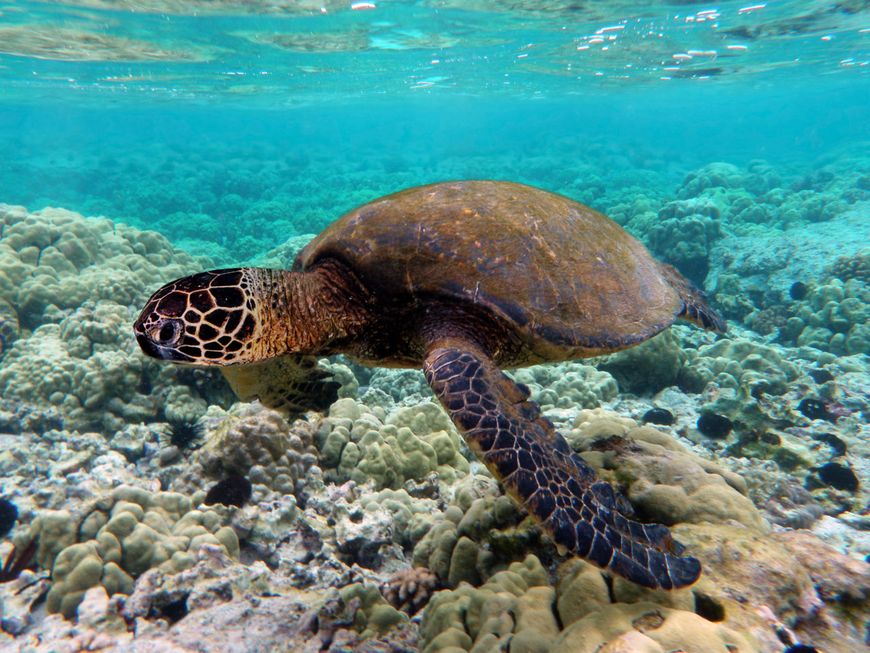 nature-today-green-sea-turtle