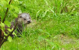Ellen van Norren Europese otter