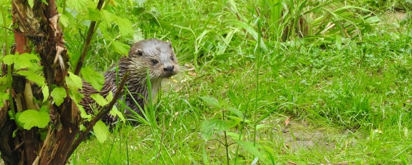 Europese otter