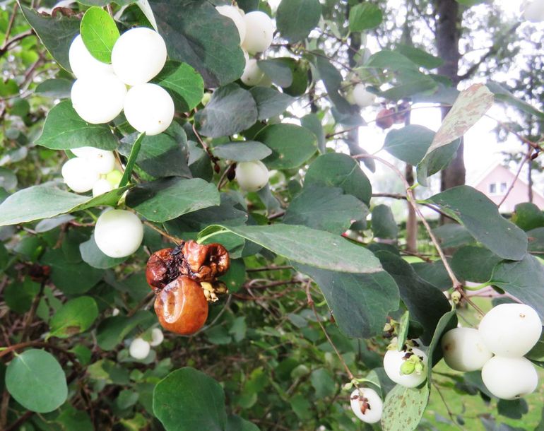 Suzuki-fruitvlieg op sneeuwbessen