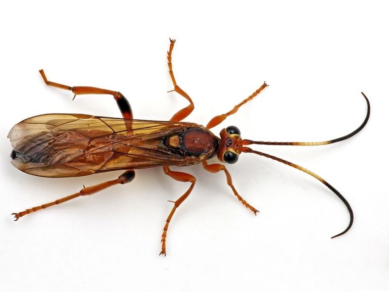 Lymantrichneumon disparis, een aantrekkelijk gekleurde soort die onder schors overwintert in oudere boscomplexen. De gastheer van deze sluipwesp is de plakker (Limantria dispar)