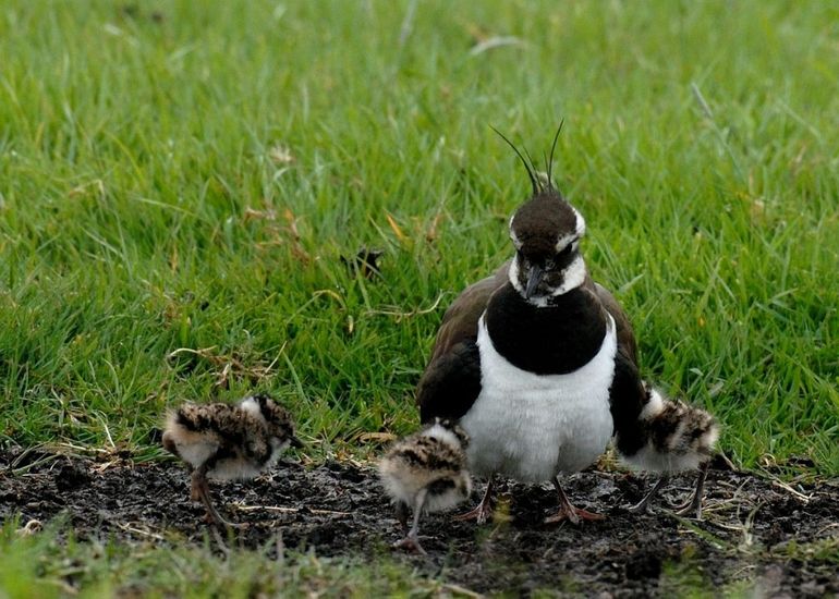 Kievit met kuikens