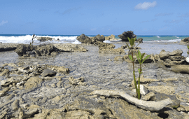 Jessica Johnson Red mangrove propagules