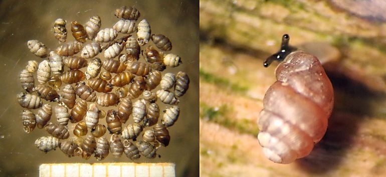 Links: Nauwe korfslakken uit een strooiselmonster van Rottumerplaat. Rechts: kruipende Nauwe korfslak, op Rottumeroog gefotografeerd in het veld