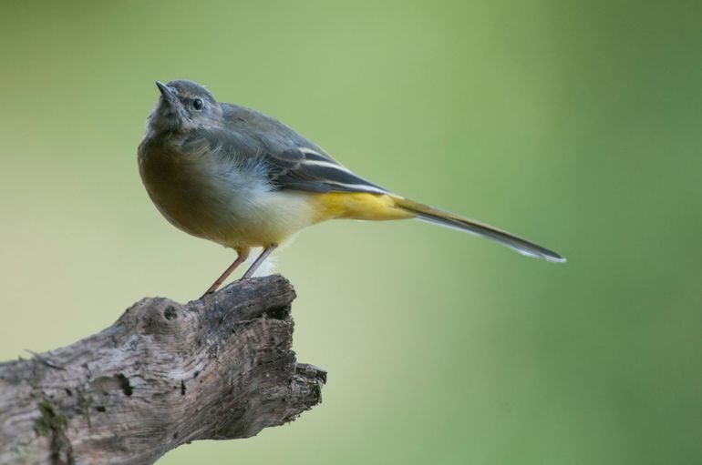 De Grote gele kwikstaart geniet van de verbeterde waterkwaliteit