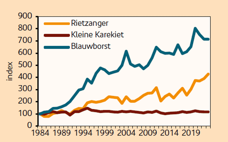 Broedvogeltrends van rietzanger (oranje), kleine karekiet (rood) en blauwborst (blauw) vanaf 1984