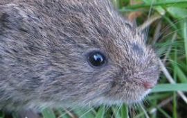 Rob Koelman noordse woelmuis