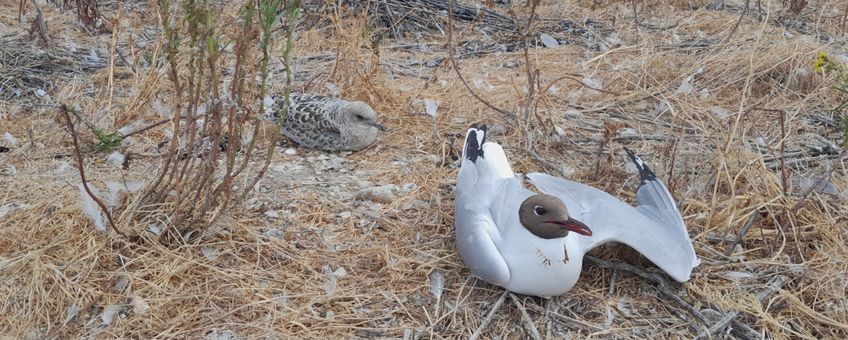 Meeuwen op broedeiland Stern zijn het slachtoffer geworden van vogelgriep (juni 2023)