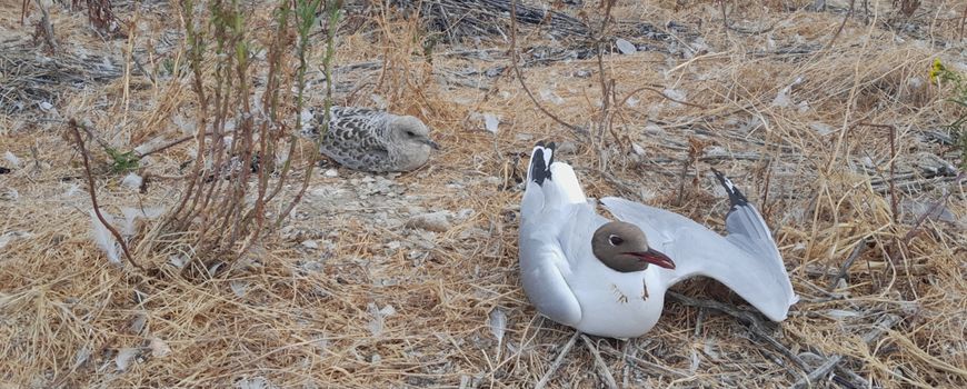 La natura oggi |  La situazione attuale dell'influenza aviaria è calma, ma è ancora necessaria la vigilanza