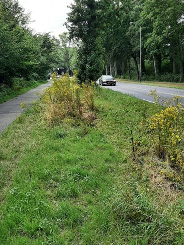 Ecologisch bermbeheer in Wageningen. In agrarisch gebied is het extra belangrijk Jakobskruiskruid te maaien voordat de planten zaad zetten zodat ze zich niet kunnen uitbreiden!