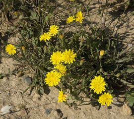 Hypochaeris radicata. Gewoon biggenkruid