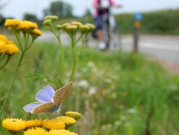 Veel graslandvlinders, zoals dit icarusblauwtje, kunnen in agrarisch gebied alleen overleven in wegbermen