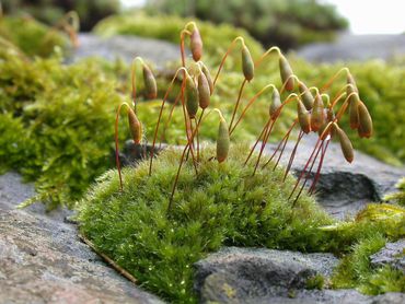 Bryum capillare met sporenkapsels