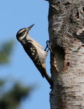 The Hairy Woodpecker