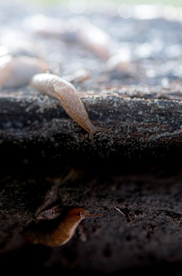 Erop? Of eronder? Veel bodemdieren leven zowel onder als boven de grond