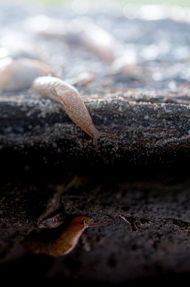 Erop? Of eronder? Veel bodemdieren leven zowel onder als boven de grond