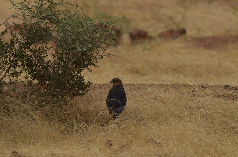 Bruine kiekendief zoekt de schaduw op in Khelcom, Centraal Senegal. Hoewel bruine kiekendieven een voorkeur hebben voor natte gebieden overwintert een groot aantal vogels, voornamelijk mannetjes, in droge savannes
