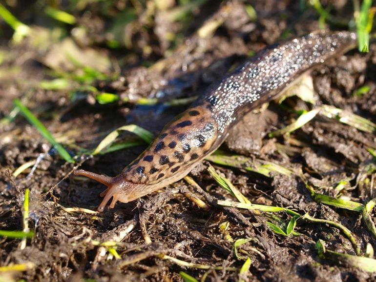 Grote aardslak, één van de slakken die zich hangend voortplanten