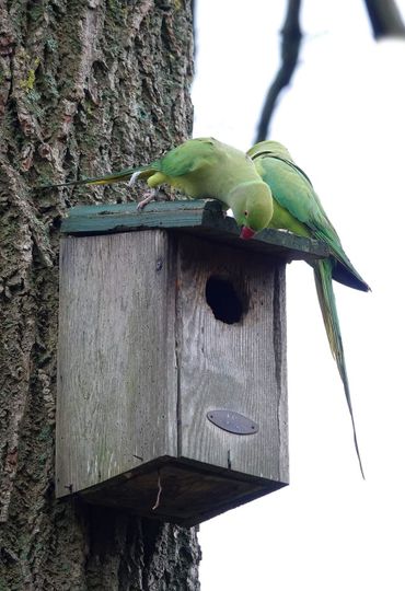 Halsbandparkieten in Leidse Hortus