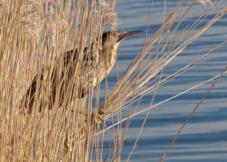 De roerdomp valt dankzij haar camouflage bijna niet op tussen het riet 