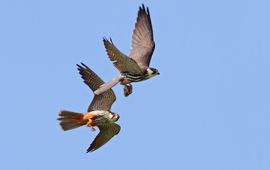 Prooioverdracht boomvalk: mannetje heeft prooi net overgedragen aan vrouwtje die ermeen naar jongen vliegt