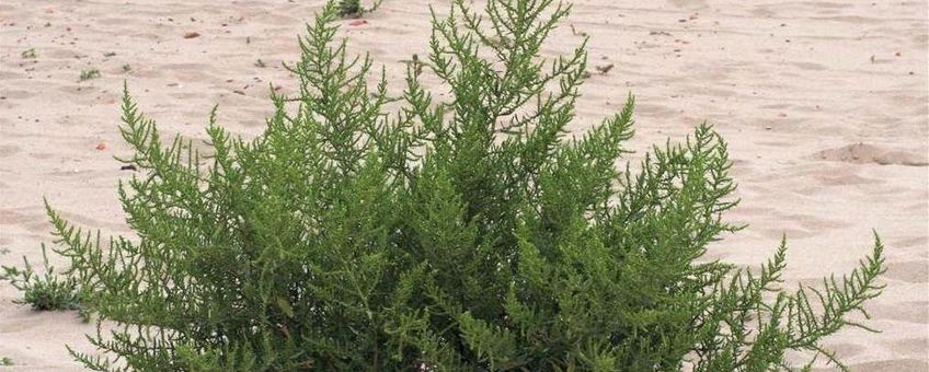 Welriekende ganzenvoet op rivierstrand bij de Millingerwaard. bron Willem Braam.