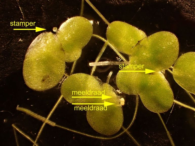 Het mysterie van Klein kroos en andere kroossoorten. Stempel en helmdraden steken zijdelings uit de plant en liggen op het wateroppervlak. Men denkt dat de overdracht van stuifmeel geschiedt door tegen elkaar aan te wiebelen. De stempel is de top van de stamper; een helmdraad is de steel van de meeldraad