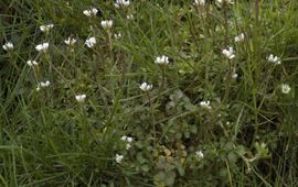 Kleine veldkers Saxifraga