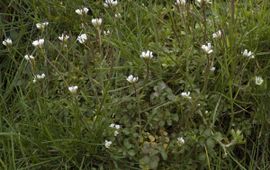 Kleine veldkers Saxifraga